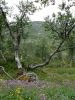 Divok seversk vegetace na Hardangervid